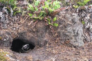 Klik hier voor meer...